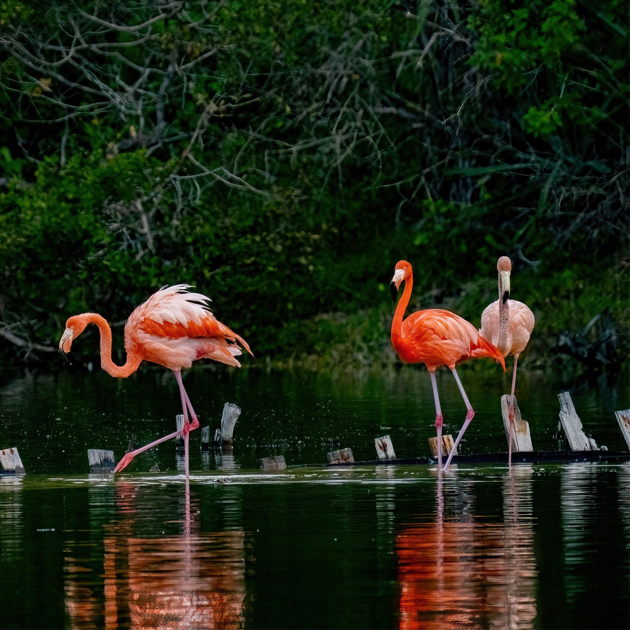 Flamingoes-Yucatan,-Ria-Celestun Private Cenote in Yucatan, Mexico