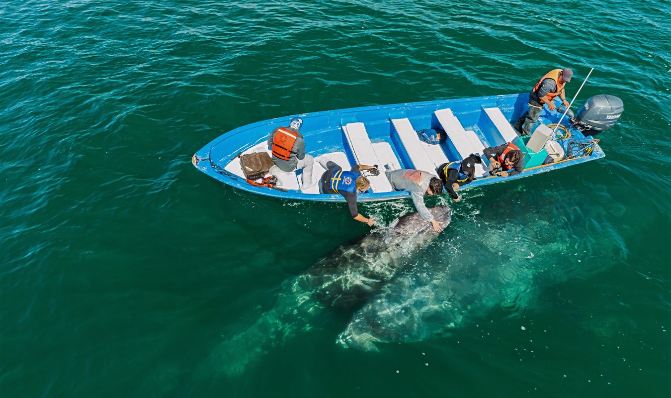 Family-Whale-Watching Familly having fun in a whale watching tour in Mexico
