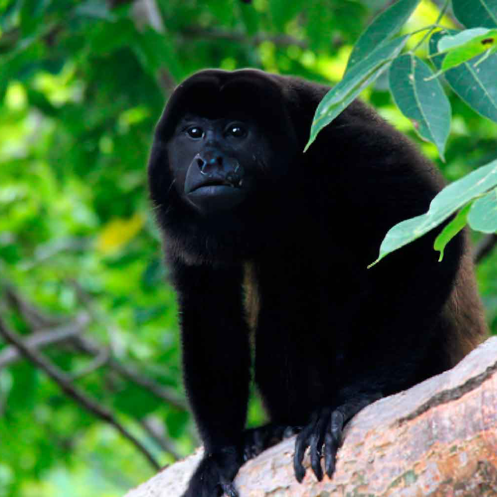 Howler-Monkey Howler Monney Wildlife and Nature tours Mexico