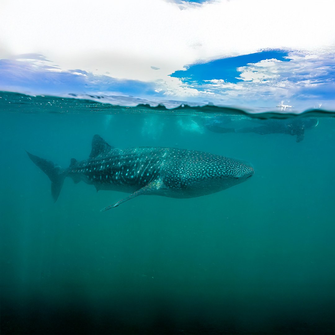 WhaleShark A diver swims alongside a massive whale shark in the clear blue waters of the Pacific Ocean off Mexico’s coast, capturing a photo of the gentle giant during an eco-tour with Authentic Travel Mexico.