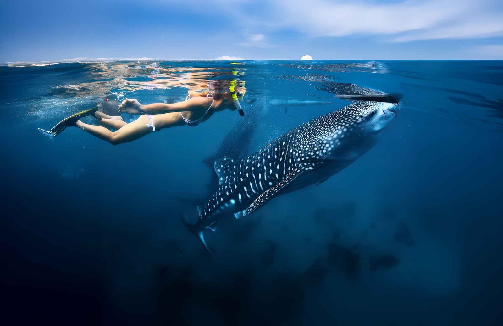 Whale Shark Nature Tour